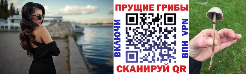Псилоцибиновые грибы Psilocybe  Нововоронеж 